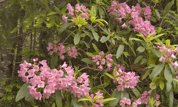 Photo of Rhododendrom blossomsl by Robert Hitchman