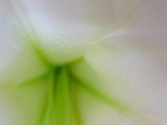Close-up photo of inside Easter Lily by Juergen Roth.