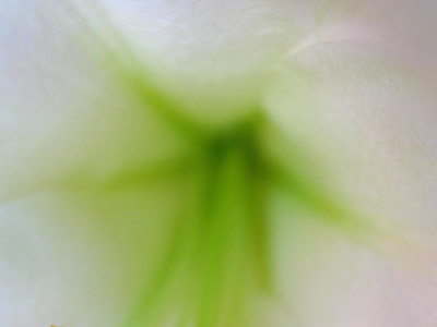Close-up floral abstract photo inside Easter Lily by Juergen Roth.