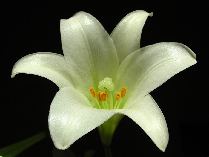 Close-up photo of white Easter Lily against black background by Juergen Roth.