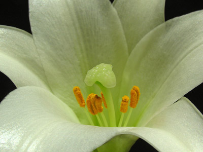 Close-up photo of the interior parts of a white Easter Lily by Juergen Roth.