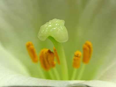 Close-up photo of a whitle Easter Lily - filament, anther, stigma and ovary by Juergen Roth.