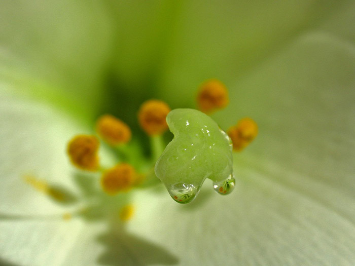 Close-up photo of sweat drops on Easter Lily stigma by Juergen Roth.
