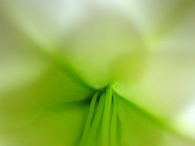 Close-up floral abstract photo inside Easter Lily by Juergen Roth.
