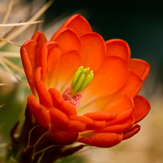 Close-up photo of floweing Echinocereus-coccineus Cactus at Big Bend Ranch State Park, Texas by Gary Nored