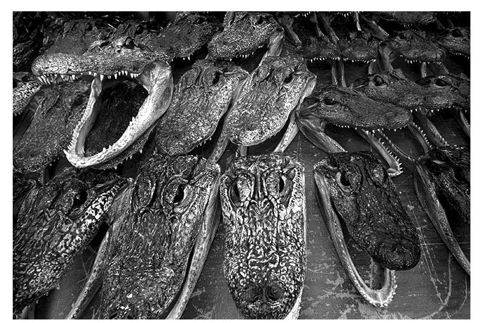 Photo of alligator heads called Invasive Species by Jim Austin