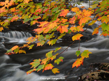 Photo of Fall Foliage in Acadia National Park by Juergen Roth.