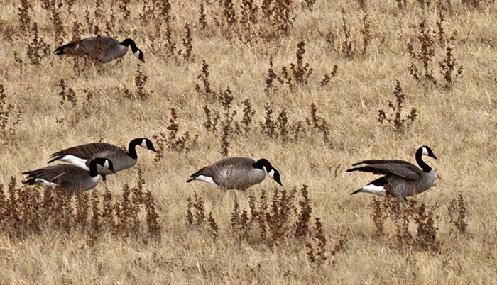Photo of Canada Geese feeding in field at Bosque del Apache by Noella Ballenge