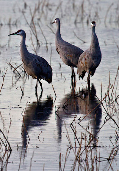 Photo of Sandhill Cranes in pond at Bosque del Apache by Noella Ballenger