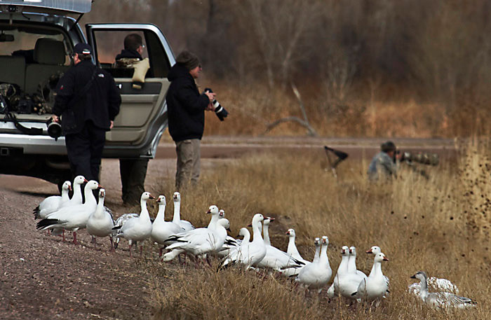 Photo of Snowy Geese and photographers at Bosque del Apache by Noella Ballenger