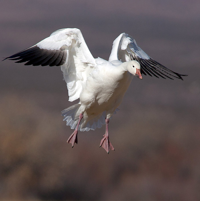 Photo of Snowy Goose landing in field at Bosque del Apache by Richard Mittleman