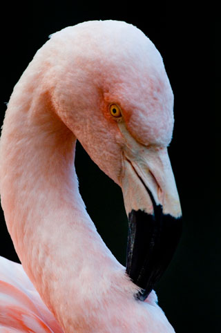 Close-up photo of of a pink Flamingo's head and neck by Michael Leggero.