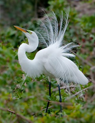 Photo of a Great White Egret displaying it feathers by Michael Leggero.