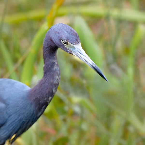 Close-up photo of a Little Blue Heron looking for food in the marsh by Michael Leggero.