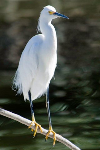 Photo of a white Snowy Egret perched on a branch by Michael Leggero.