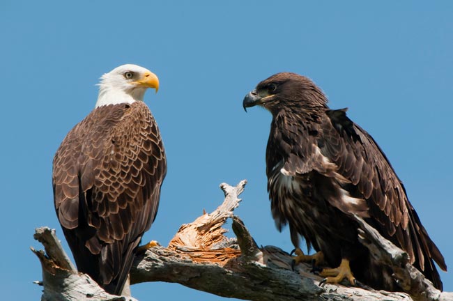 Photo of adult Bald Eagle and a young Bald Eagle perched on a branch by Michael Leggero.