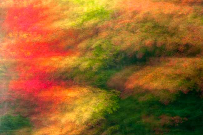 Backyard Photography: Blurred photo effect of orange, red and gold fall foliage by Randall Romano