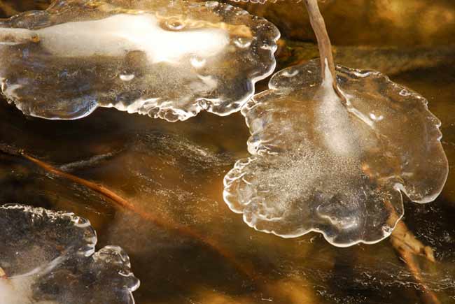Backyard Photography: Ice clinging to twigs above frozen edge of lake by Randall Romano.