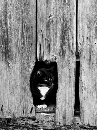 Backyard Photography: Black and white image of a black and white cat sitting in broken wood on side of barn by Randall Romano