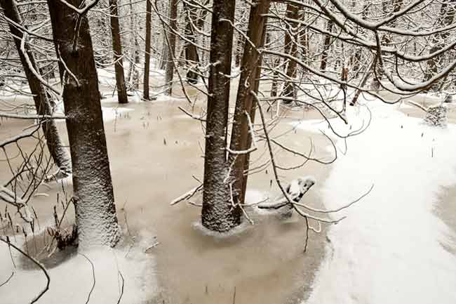 Backyard Photography: Frozen ice and snow around base of trees in the woods Randall Romano