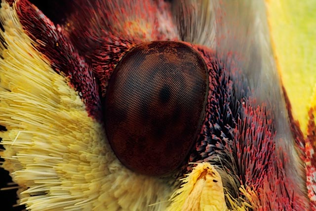 Microphotography composition: extreme close-up and detailed head and eye of a colorful male Brimstone Butterfly by Huub de Waard.