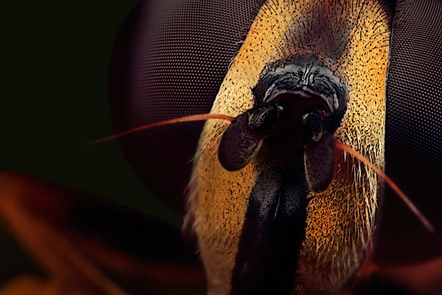 Microphotography composition: extreme close-up and detailed head of female Drone Fly by Huub de Waard.