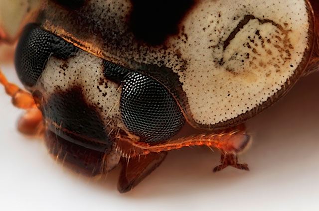 Microphotography composition: detailed head and upper body of a Ladybird bug by Huub de Waard.