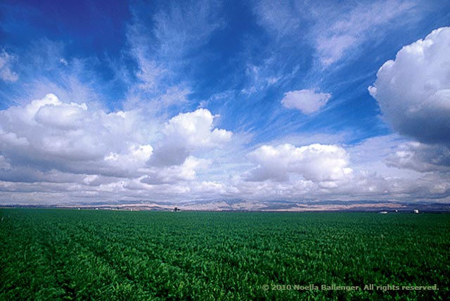 Photo of alfalfa field and blue clouidy skies in Central Valley, California with great depth of field by Noella Ballenger.