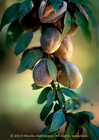 Image of walnuts on a tree with a shallow depth of field by Noella Ballenger.