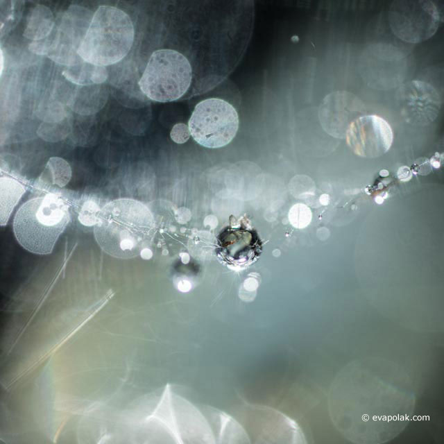 Close-up image of water drop using depth of field to give visual impact by Eva Polak.