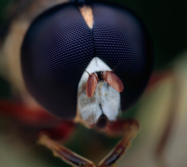 Hoverfly close up