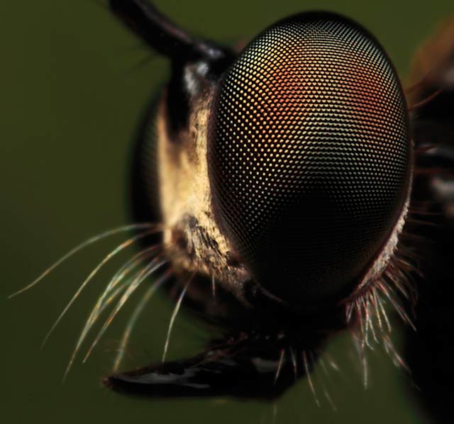 robber fly close up