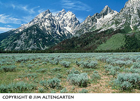 Grand Tetons with foreground grasses with a strong top-weighted horizontal line by Jim Altengarten.