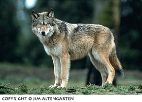 Image of wolf staring straight forward in the image frame by Jim Altengarten.