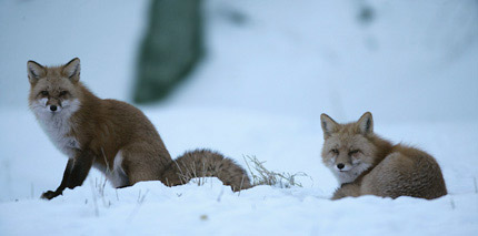 foxes in the snow