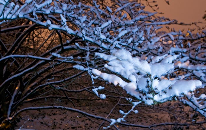Night photo using flash of Hamamelis branches with snow at Kalmthout Arboretum in Belgium by Edwin Brosens