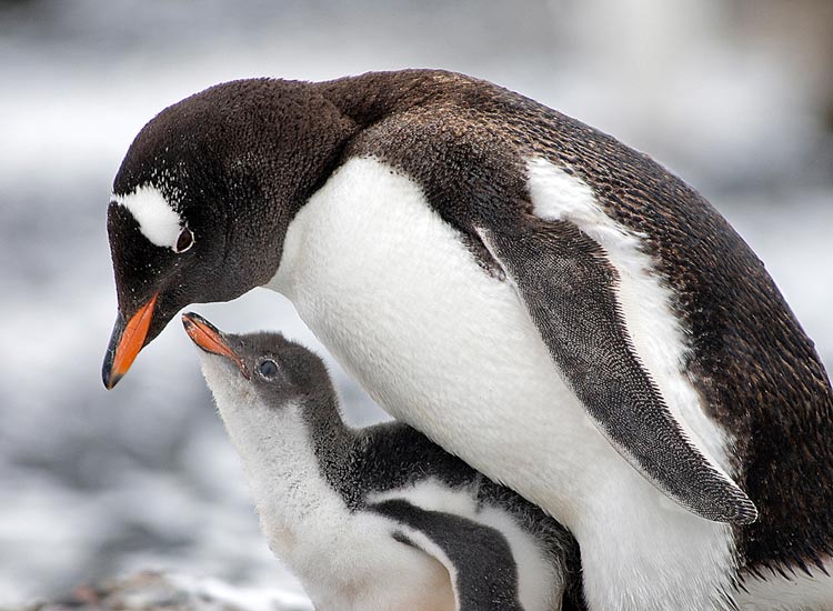 Photo of Gentoo Penguin and chick at Brown Bluff, Antarctic Peninsula by Cliff Kolber