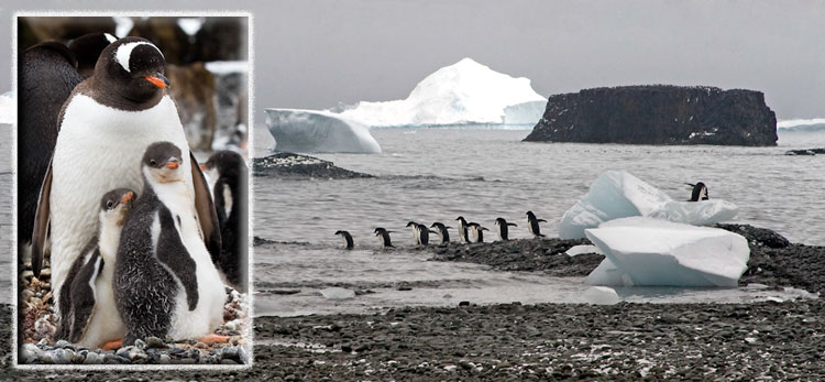 Photo of Adelie Penguins at Brown Bluff, Antarctic Peninsula by Doris Kolber