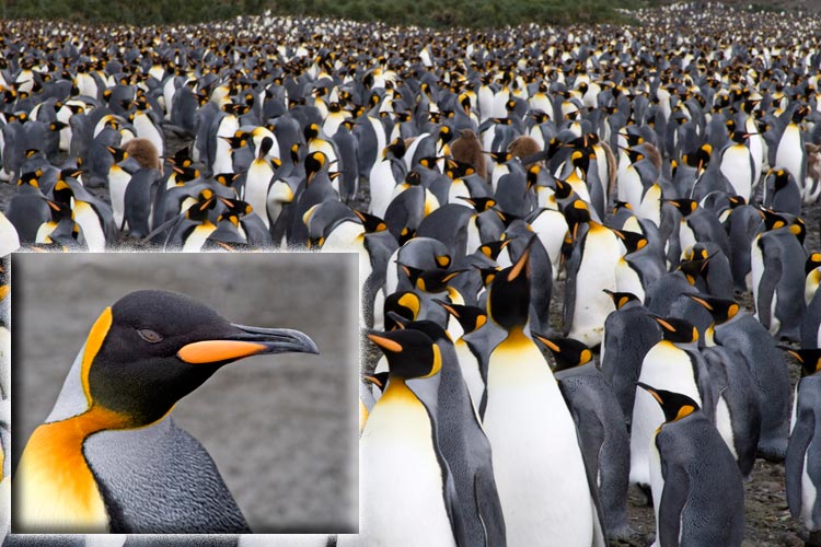 Close-up photo of King Penguin and photo of thousands of King Penguins on Salisbury Plain, South Georgia, Antarctica by Doris Kolber