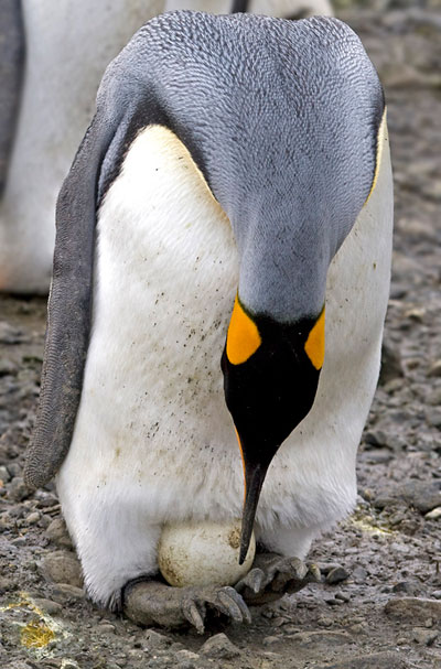Photo of King Penguin with egg at St. Andrews Bay on South Georgia Island, Antarctica by Doris Kolber