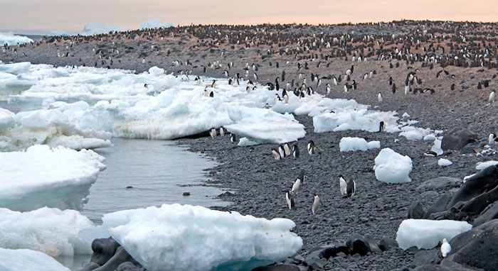 Landscape photo of thousands of Adelie Penguins on Paulet Island, Antarctica by Cliff Kolber