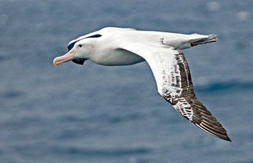 Photo of Albatross in flight in Antarctica by Cliff Kolber