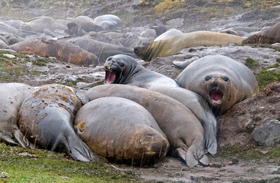 Photo of Elephant Seals at St. Andrews Bay, Antarctic Peninsula by Cliff Kolber