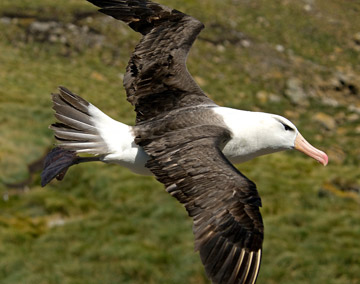 Photo of Black-Browed Albatross at West Point Island, Antarctica by Cliff Kolber