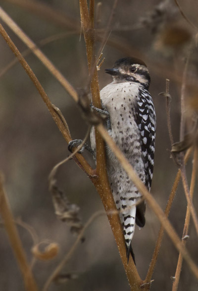 Photo of Ladder-backed Woodpecker at Bosque del Apache Wildlife Refuge by Noella Ballenger
