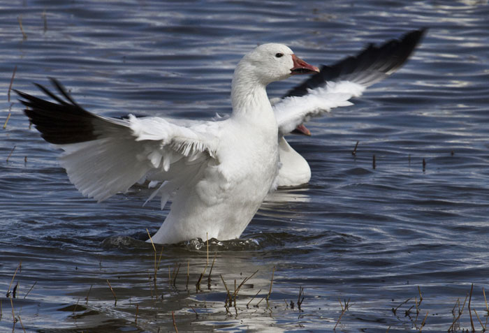 Photo of Snow Goose on pond at Bosque del Apache Wildlife Refuge by Noella Ballenger