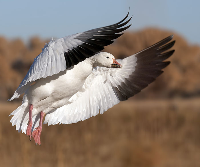 Scenic pPhoto of in-flight Snow Goose landing at Bosque del Apache Wildlife Refuge by Richard Mittleman