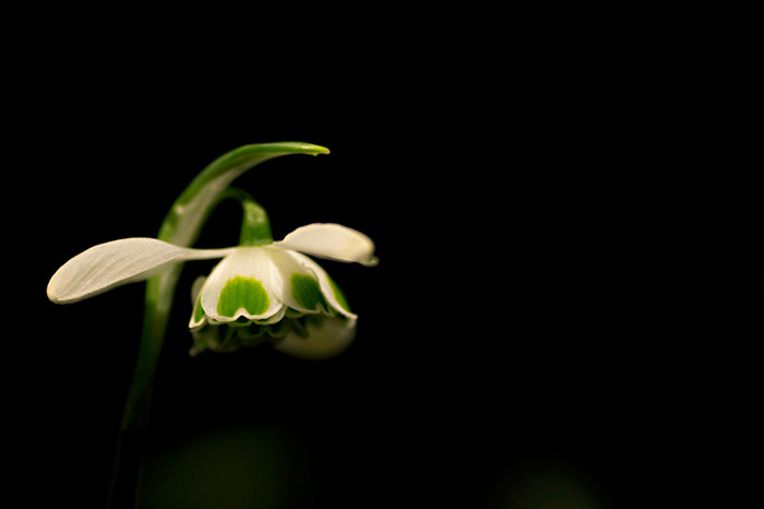 Macro photo of Snowdrop white flower by Edwin Brosens
