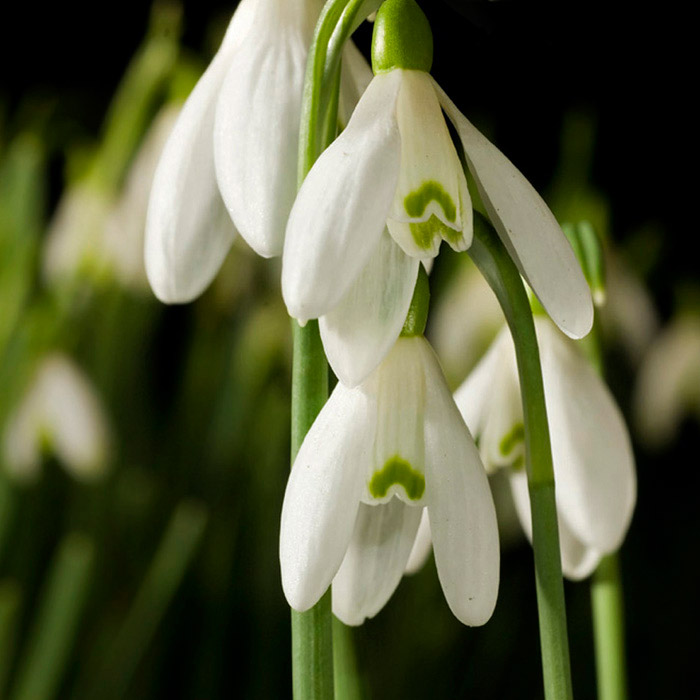 Macro photo of Snowdrop white flowers by Edwin Brosens