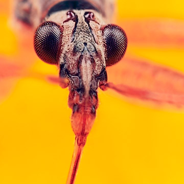 Microphoto of Common Damsel Bug showing extreme close-up of head, mouth and eyes by Huub de Waard.